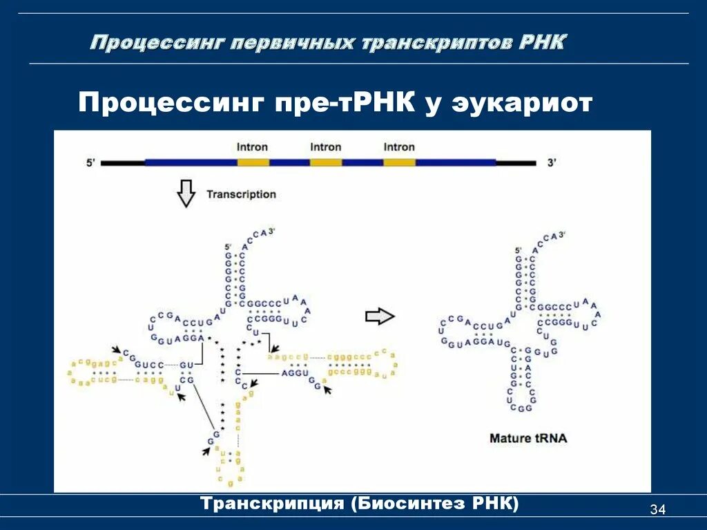 Процессинг транспортной РНК. Схема процессинга РНК. Процессинг ТРНК. Процессинг первичных транскриптов РНК.