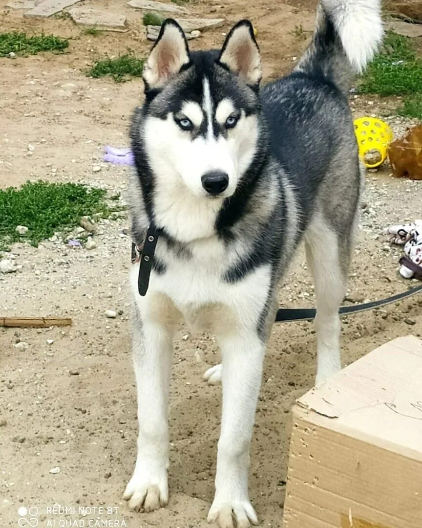 Хаски 5 месяцев. Husky 5%. хаски в 5.5 месяцев. хаски пятерка.