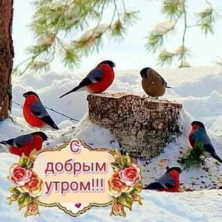 Добрейшее утро с птицами с надписями