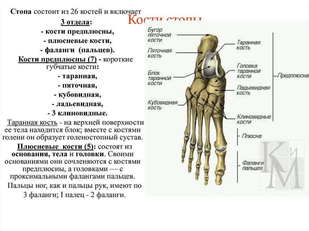 Какими костями образована вилочка. Стопа анатомия строение кости. Кости плюсны и предплюсны стопы анатомия. Скелет стопы образован костями. Подошвенная поверхность стопы анатомия кости.
