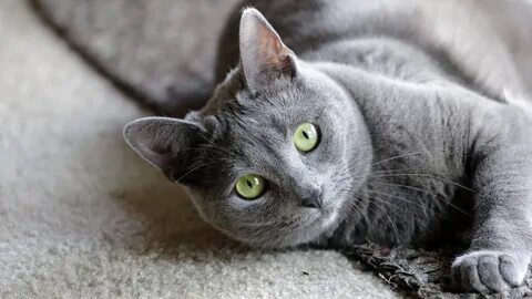 Какие серые коты