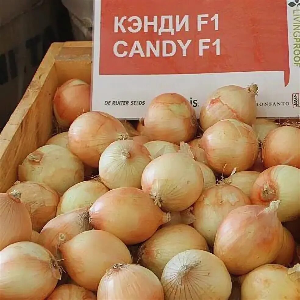 Семена лука Кенди (Кэнди) / Candy F1 250 000 семян Seminis, цена 7680 грн в Харь