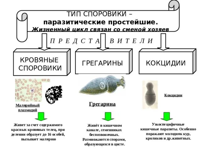 Тип простейшие представители. Тип споровики грегарины. паразитические представители типа споровики. споровики тип питания. тип споровики класс представители.