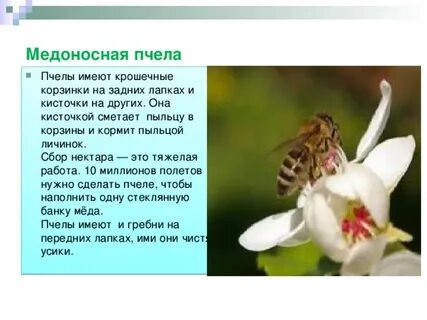 Прочитайте текст и выполните задание медоносные пчелы