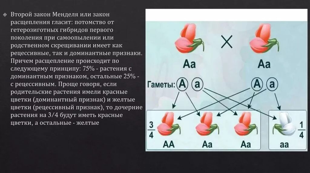 Гибриды второго поколения имеют. Первый закон Менделя биология 9. Генетика биология Менделя 9. Второй закон Менделя закон единообразия гибридов первого поколения. 1 И 2 закон Менделя биология 9 класс.