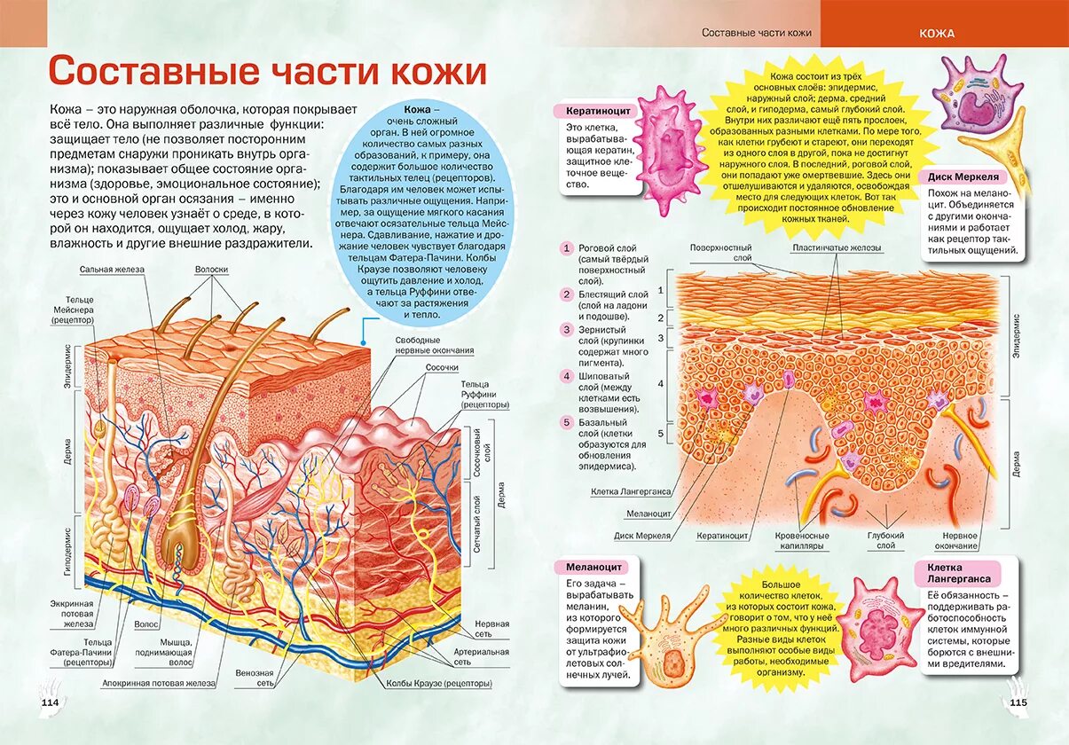 Как устроено тело человека. Энциклопедия как устроено тело человека. Строение кожи человека схема. Книга как устроен наш организм. Как устроен другой человек