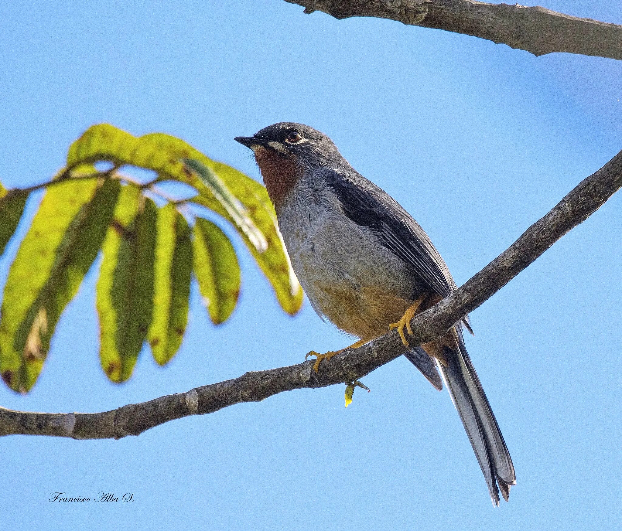 Андский дрозд-отшельник. Жук дальневосточный отшельник. Восковик отшельник. Краб отшельник краб отшельник. Монахи отшельники православные в лесу.