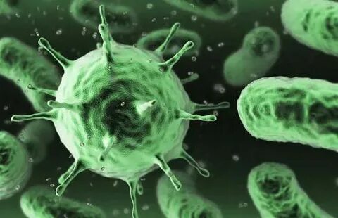 Жалаңаш ара белі