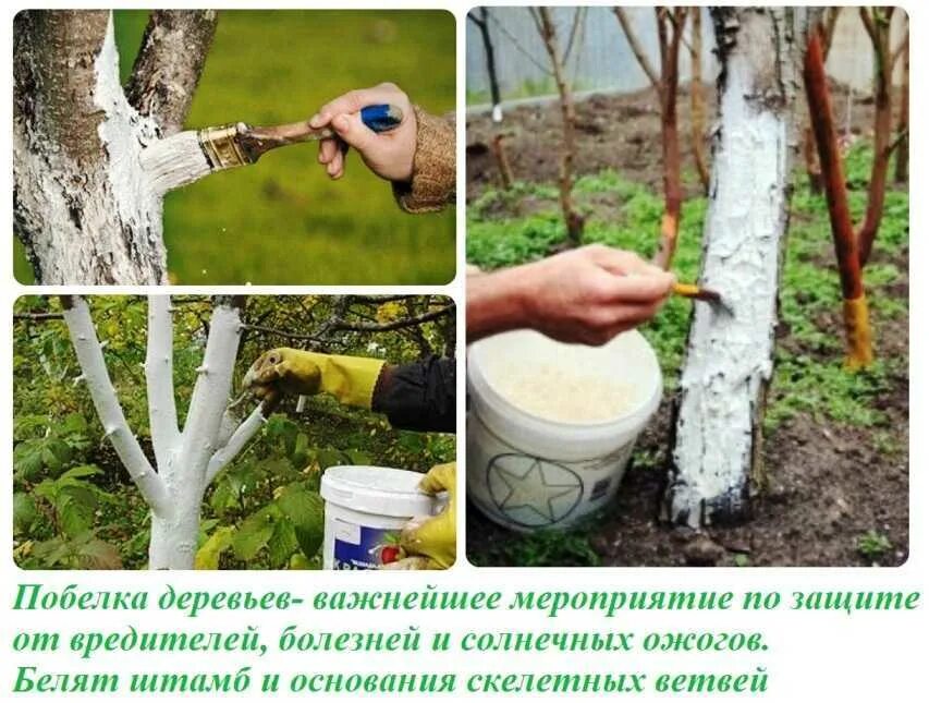 Для чего нужна побелка деревьев. Весенняя побелка плодовых деревьев. побелка стволов плодовых деревьев весной. осенняя побелка деревьев. правильная побелка деревьев.