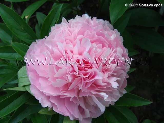 Paeonia 'Dresden Pink' - Садовые ноты