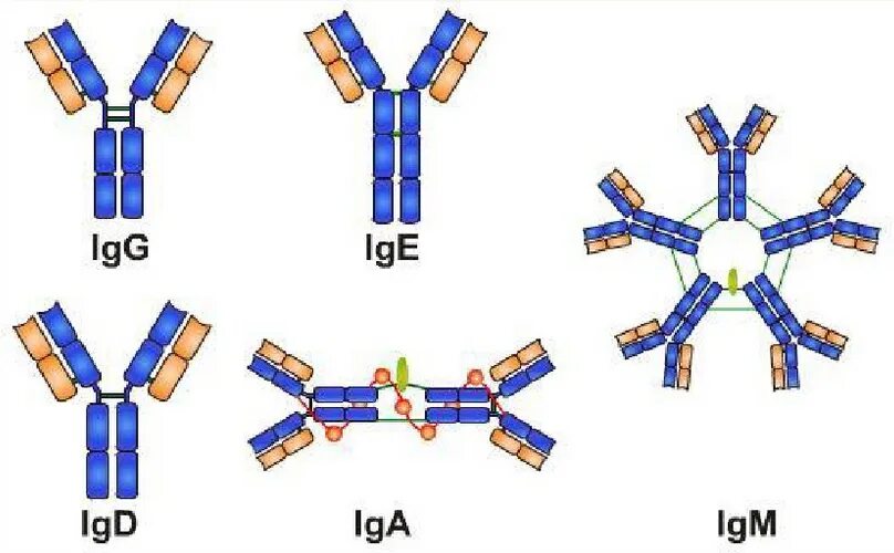 Строение иммуноглобулина IGG. Иммуноглобулин класса g строение. Классы иммуноглобулинов схема. IGM антитела строение.