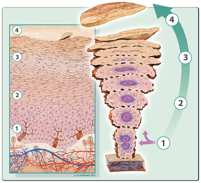 Update cells. Регенерация клеток. Dead cells игра. Update cells. Регенерирующие клетки.