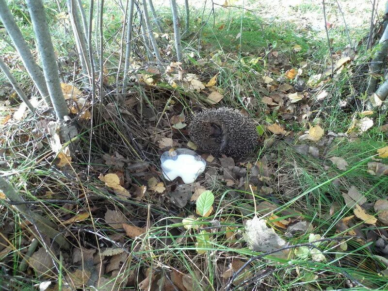 Спрятался еж в гнездо под сосны. Гнездо ежей. гнездо ежа в природе. гнездо ежа зимой.