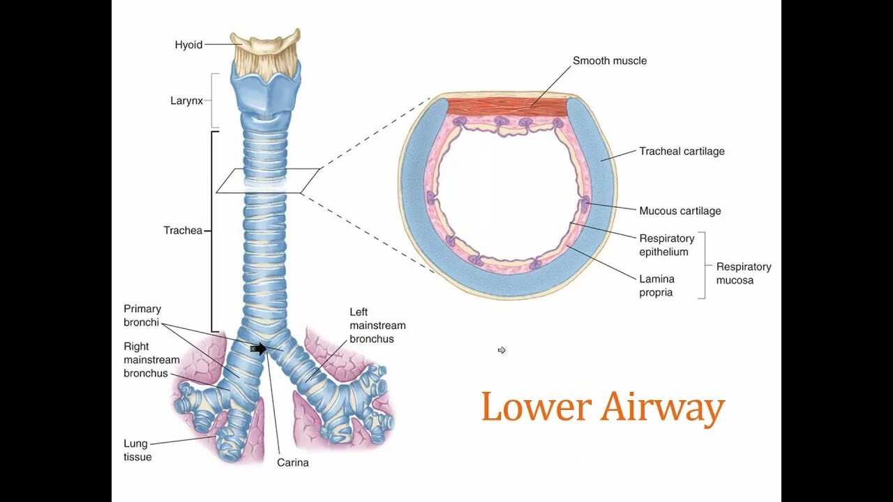 Chapter 10 Airway Management Chapter 11 Pharmacology - YouTube