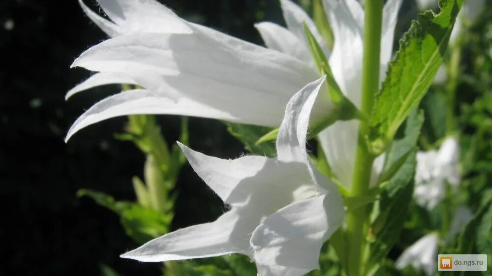 Колокольчик лилия. Хоста белый колокольчик цветы. Колокольчик хосты. Колокольчик лилейный. Белый цветок с вытянутыми.