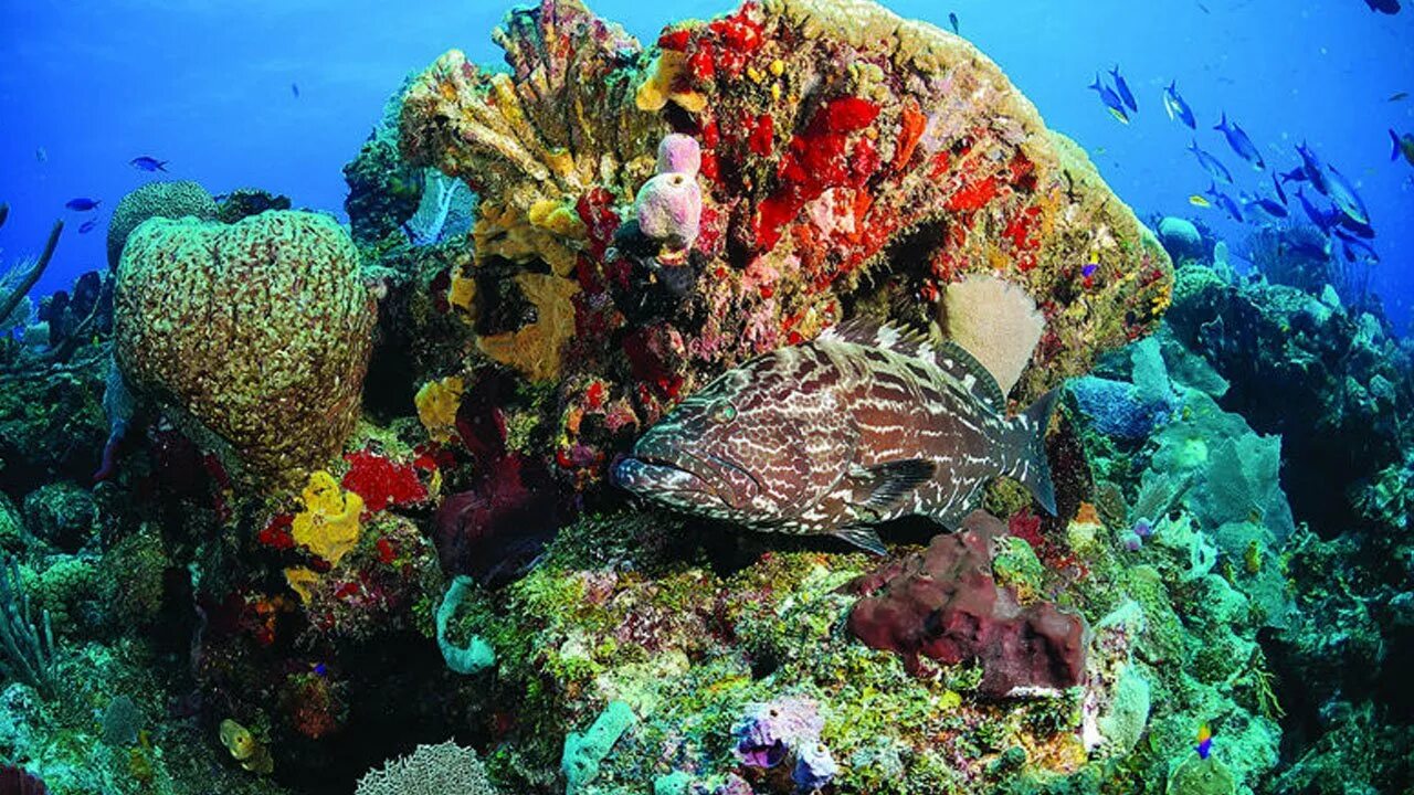 Great barrier reef corals. Коралловый риф в Австралии. Атлантический океан коралловый риф. Острова большого барьерного рифа.