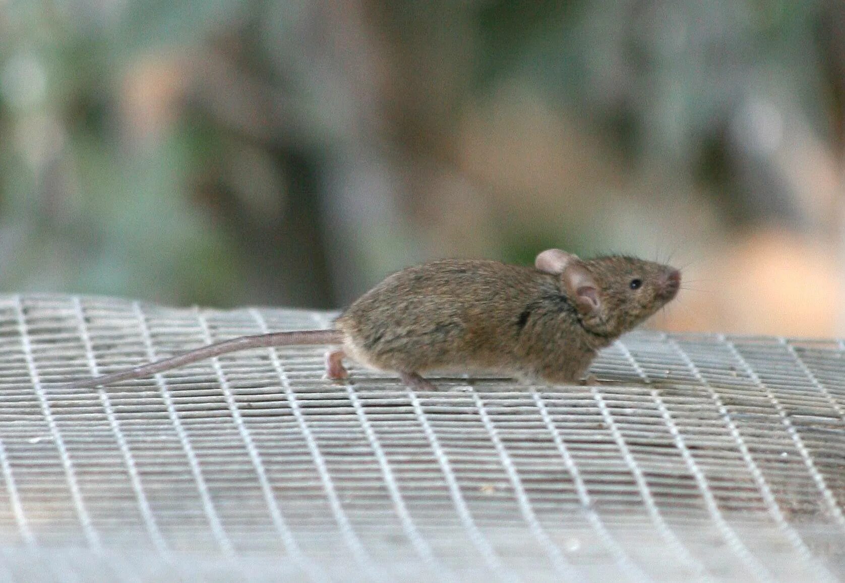 Musculus мышь. Mus musculus домовая мышь. мышь домовая (mus musculus l.. мышь домовая серая. мышь полевка серая домашняя.