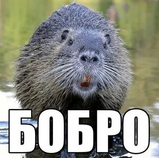 Бобры мем