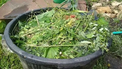 Крапива для огурцов