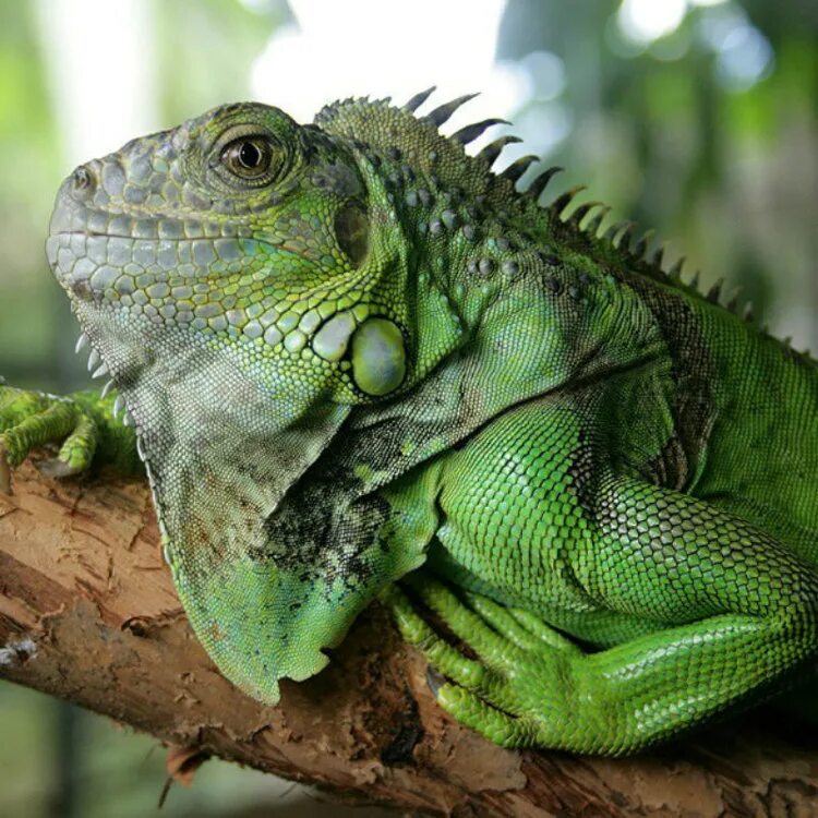 Игуановые. Игуана зеленая обыкновенная. Игуана (Iguana Iguana. Игуана бородатая агама. Мадагаскарская игуана обыкновенная.