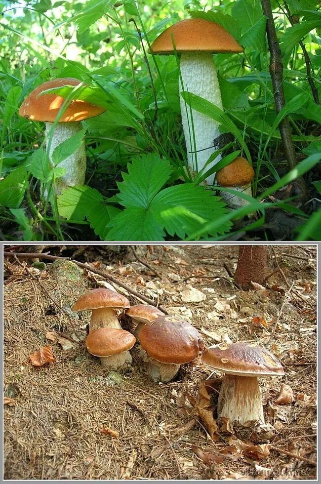 Как вырасти грибы на даче. Грибы на садовом участке. Посадка лесных грибов на участке. Белые грибы на участке. Как вырастить белые грибы на участке.