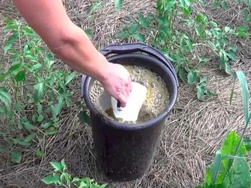 Подкормка томатов и огурцов куриным пометом. Удобрение из куриного помета. куриный помет для томатов. коровяк подкормка. удобрения из навоза.