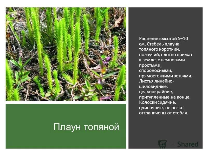 Биология папоротники хвощи плауны. Строение стебля папоротника. Плаун, сфагнум, хвощ. Строение плаунов хвощей и папоротников. Высшие споровые растения папоротники.