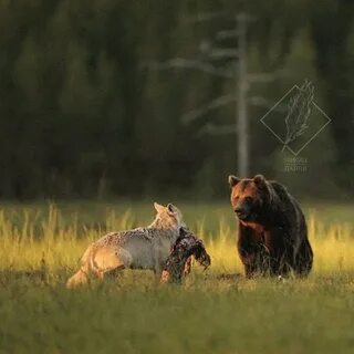 Волки и медведи в лесу