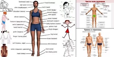 части тела человека фото с названиями