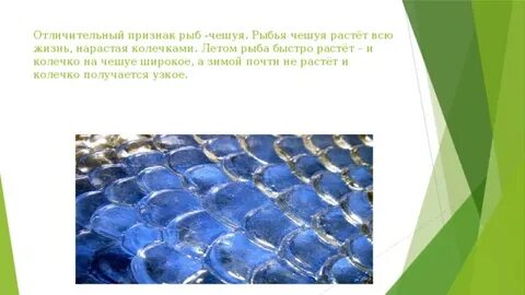 Рыбы признаки рыб 1 класс
