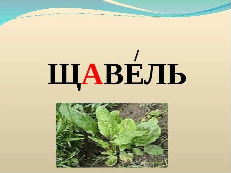 Что такое щавель 2025 мем ШУТКА ПРО ЩАВЕЛЬ photos