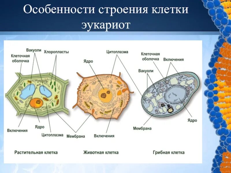 Строение каких организмов эукариотической клетки доказывает. Строение эукариот эукариоты клеток. 9. Строение эукариотической клетки.. Строение животной клетки эукариот. Строение клетки эукариот 5 класс.