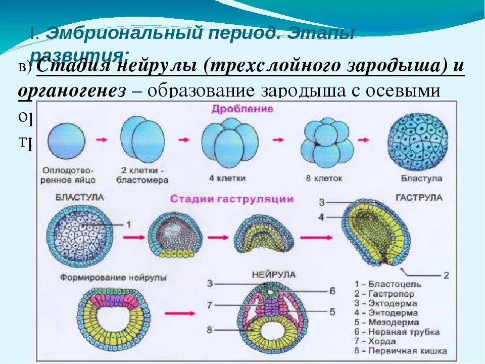 Эмбриогенез стадия гаструлы. Эмбриогенез гаструла бластула. мезодерма бластула гаструла. морула бластула гаструла нейрула. схема этапы развития онтогенеза.