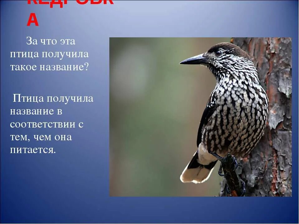 Почему птицу назвали кедровка. Кедровка птица описание. Кедровка птица сообщение. Информация про кедровку птицу. Кедровка презентация.