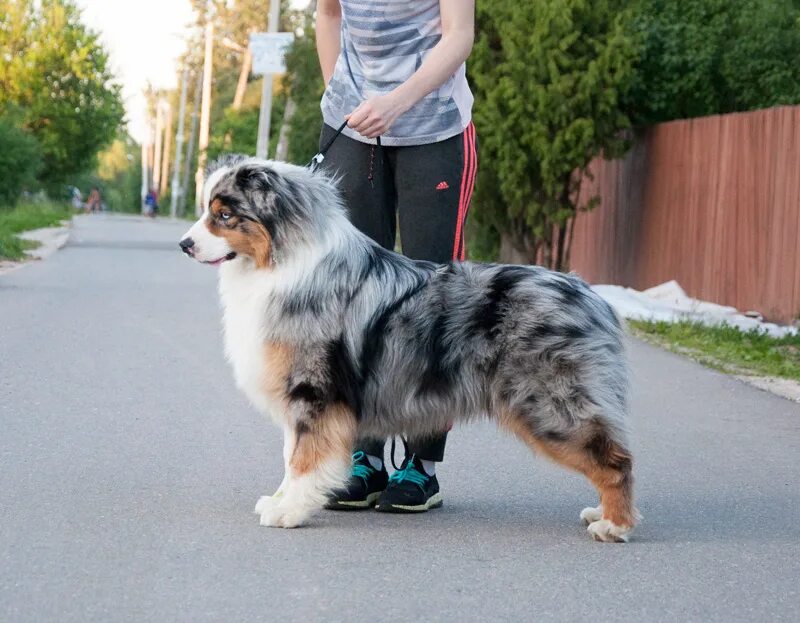 австралийская овчарка п. императорский питомник. питомник австралийских овчарок. австралийская овчарка мраморно голубая питомник. питомник австралийских овчарок.