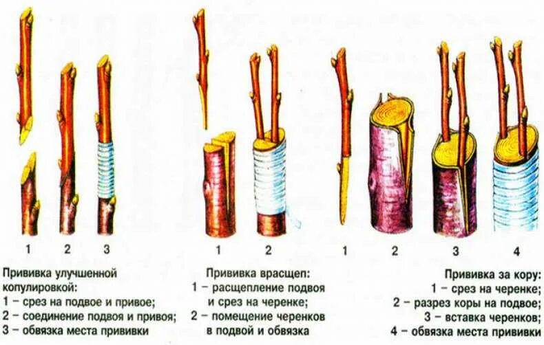 Можно ли привить яблоню на сливу. Привить черешню на вишню в расщеп. Прививка яблони подвой привой. Способы прививки плодовых деревьев окулировка. Привой подвой черенок.