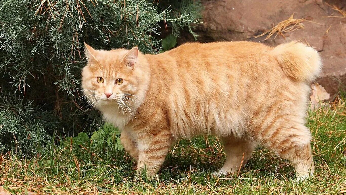Короткий хвост небольшой хвост