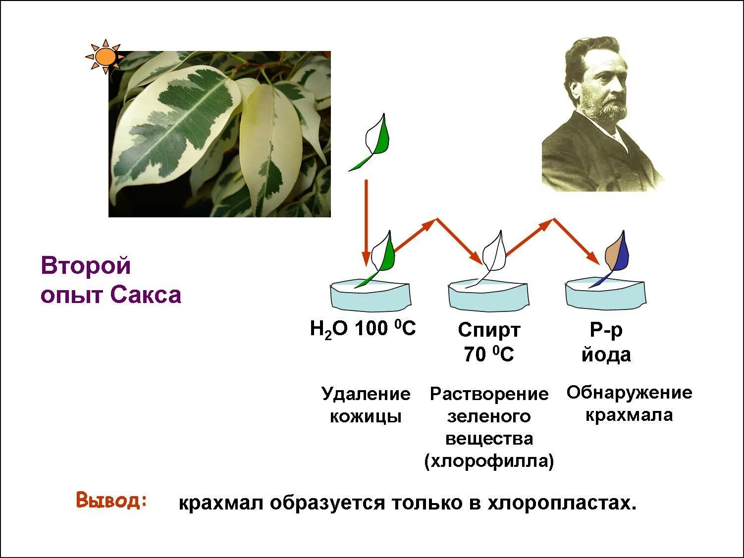 Впервые значение хлорофилла установил русский ученый. Юлиус Сакс опыт фотосинтез. Опыт Сакса фотосинтез. (Опыт Юлиуса Сакса по фотосинтезу. Опыт Сенебье фотосинтез.