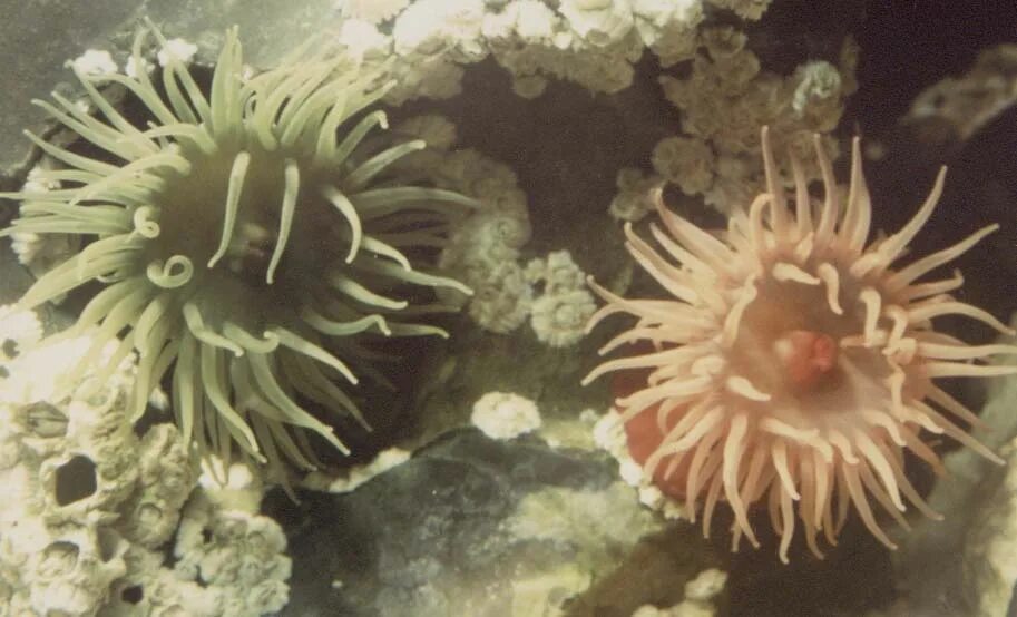 изотопы актиния