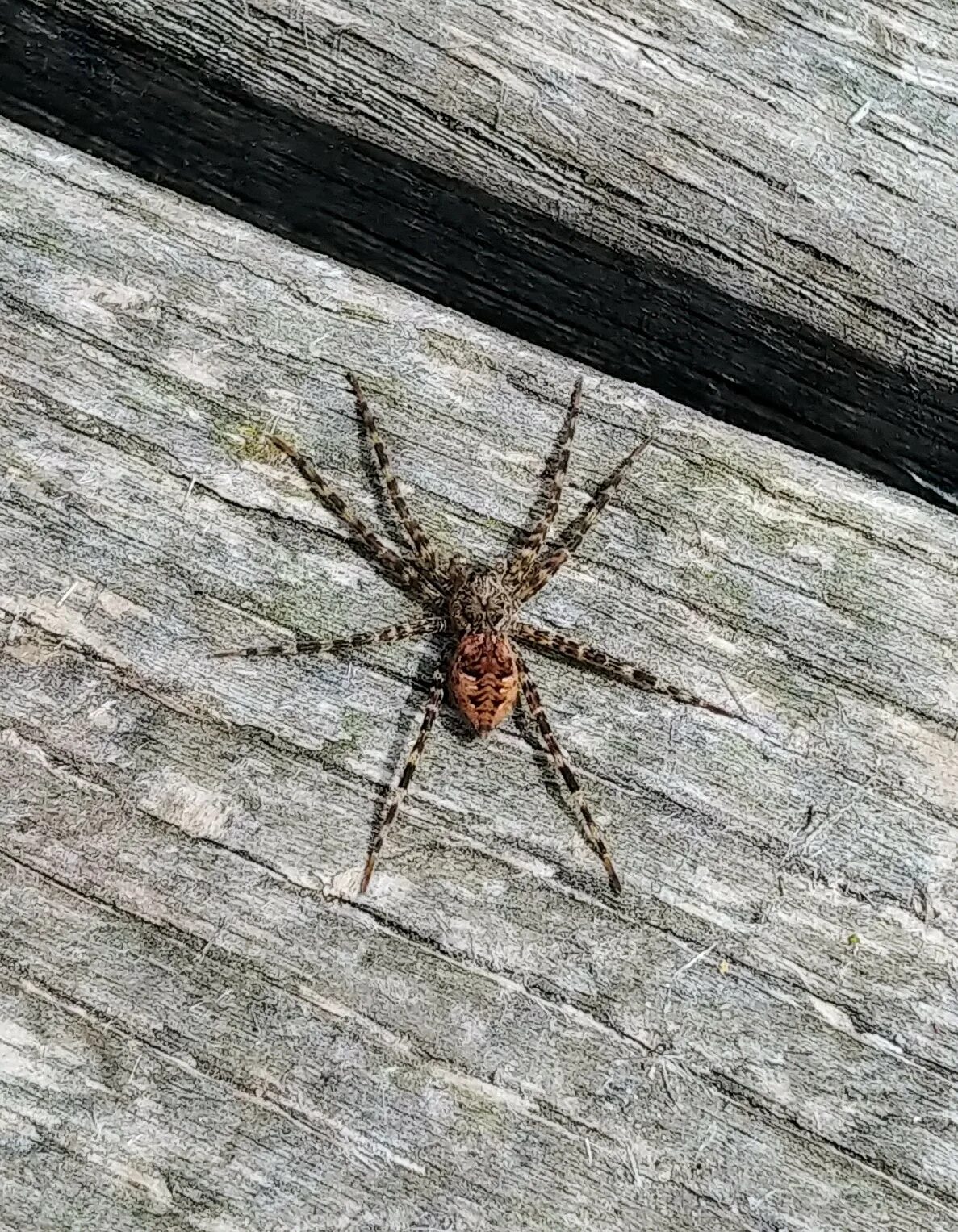 Dolomedes tenebrosus паук. Dolomedes tenebrosus (Dark Fishing Spider. Ядовитые пауки Тайланда. Домовый паук Тайланд.