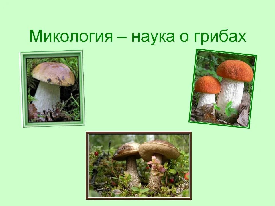 Микология царство грибов. Микология изучает грибы. Микология это наука. Микология это в биологии. 4 микология