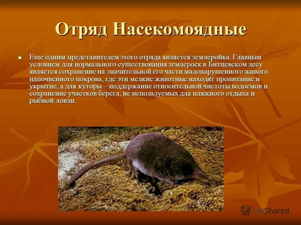 Численность насекомоядных