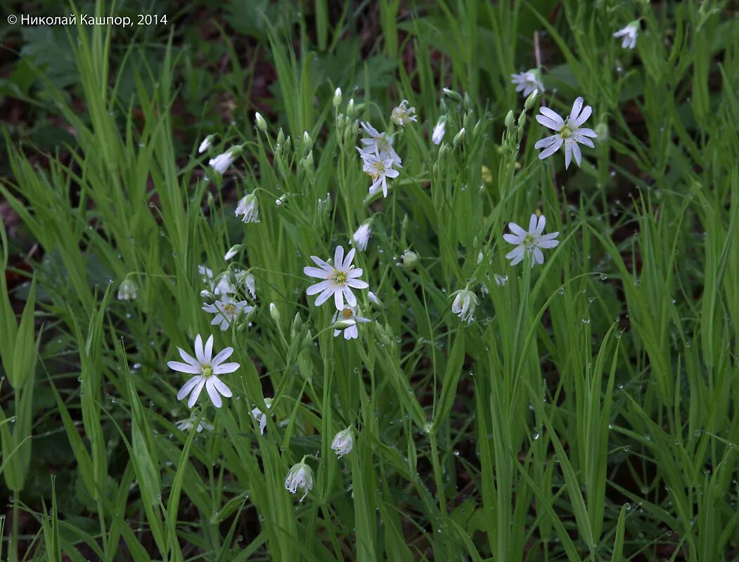 Звездчатка злаковая stellária gramínea. Звездчатка вильчатая. Звездчатка луговая. Звездчатка арктическая. Звездчатка злаковая.