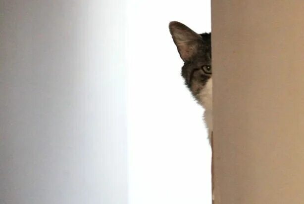 That me in the corner. In the Corner котик. Me in the Corner Мем. Cat behind the Corner. Around the Corner.