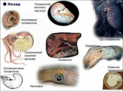 Головоногие примеры
