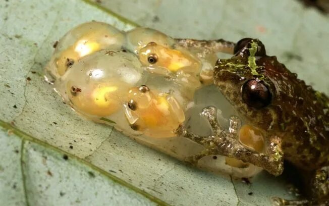 The Frogs and Toads of North America Frog, Frog and toad, Frog species