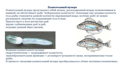 У кого есть плавательный пузырь
