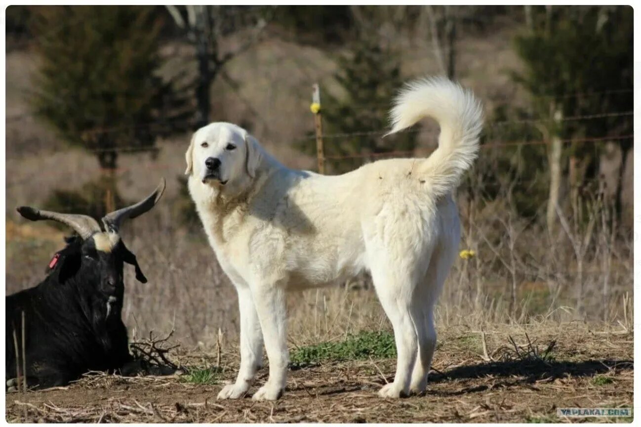 Пиренейская горная овчарка. Порода собак турецкий акбаш. Акбаш гладкошерстный. Акбаш. Акбаш порода.