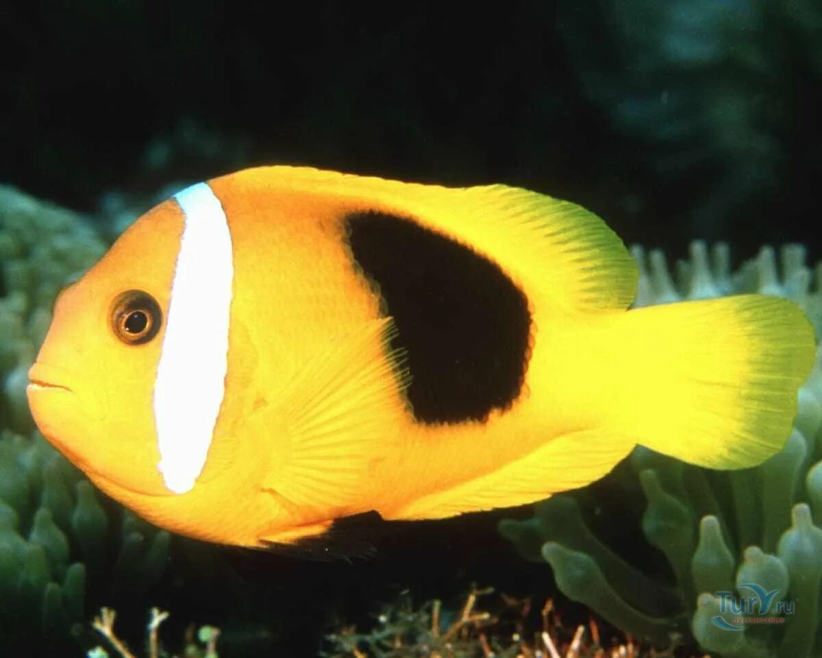 Аквариумная рыбка 6 сканворд. Amphiprion frenatus. Яркие рыбки. Рыбка желтый. Желтые аквариумные рыбки.