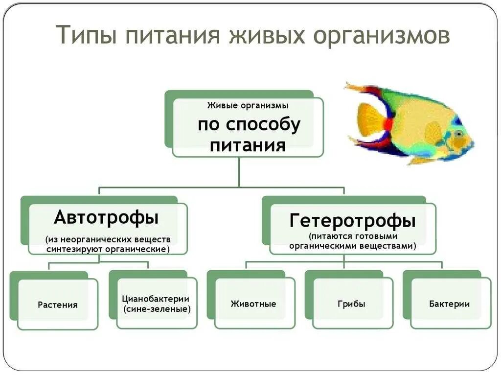 Процессы питания живых организмов. Классификация типов питания организмов схема. Типы питания живых организмов схема. Типы питания живых организмов таблица. Составить схему способы питания живых организмов.